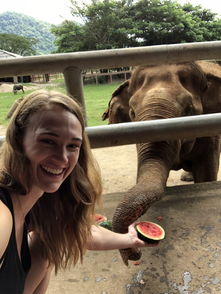 visit the elephants as a chiang mai digital nomad!
