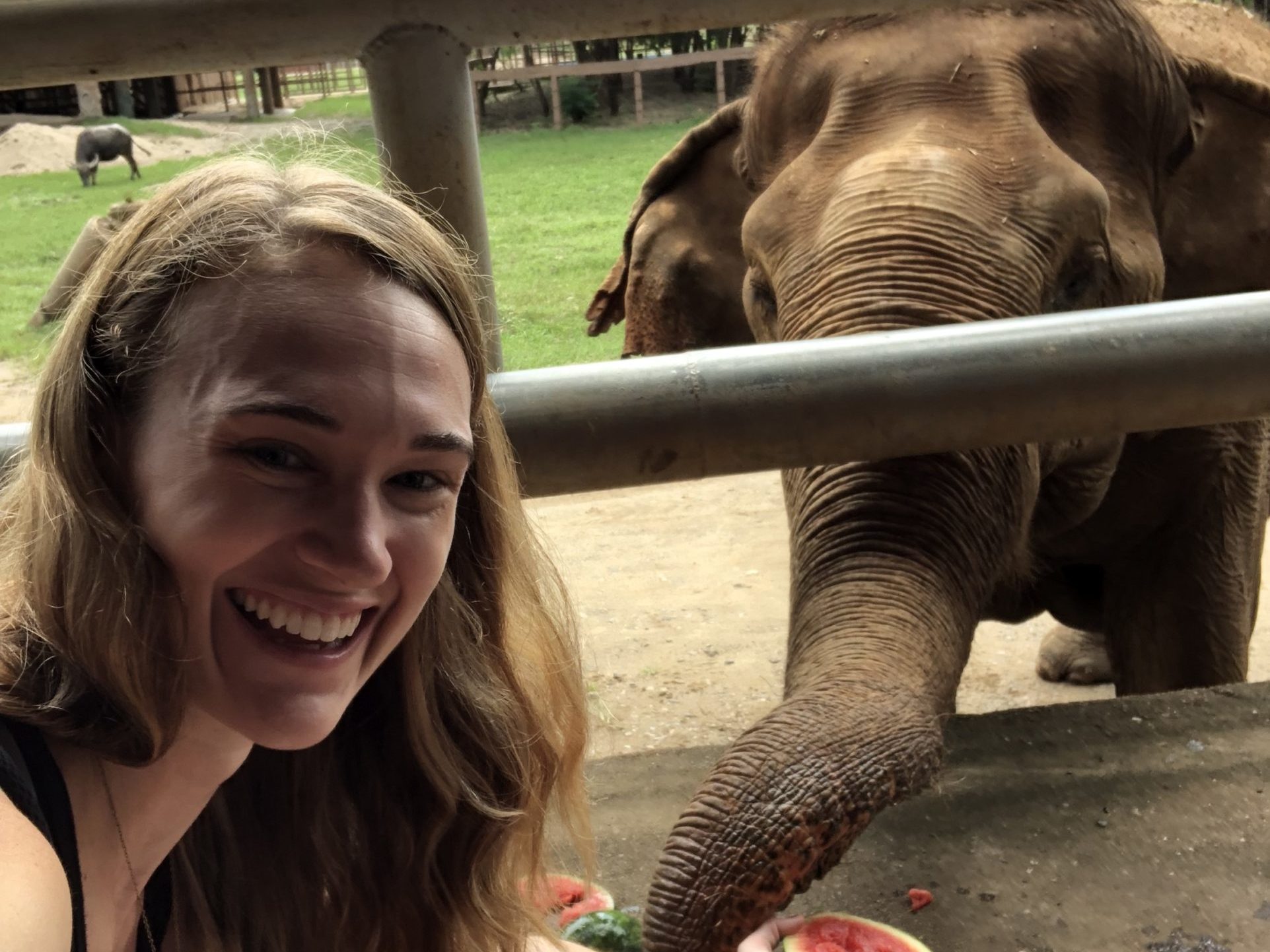 things to do in chiang mai: elephant nature park